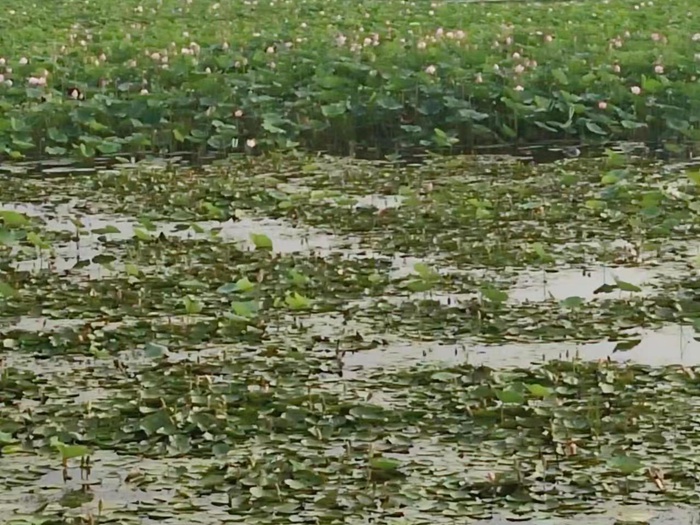 睡莲种植案例 